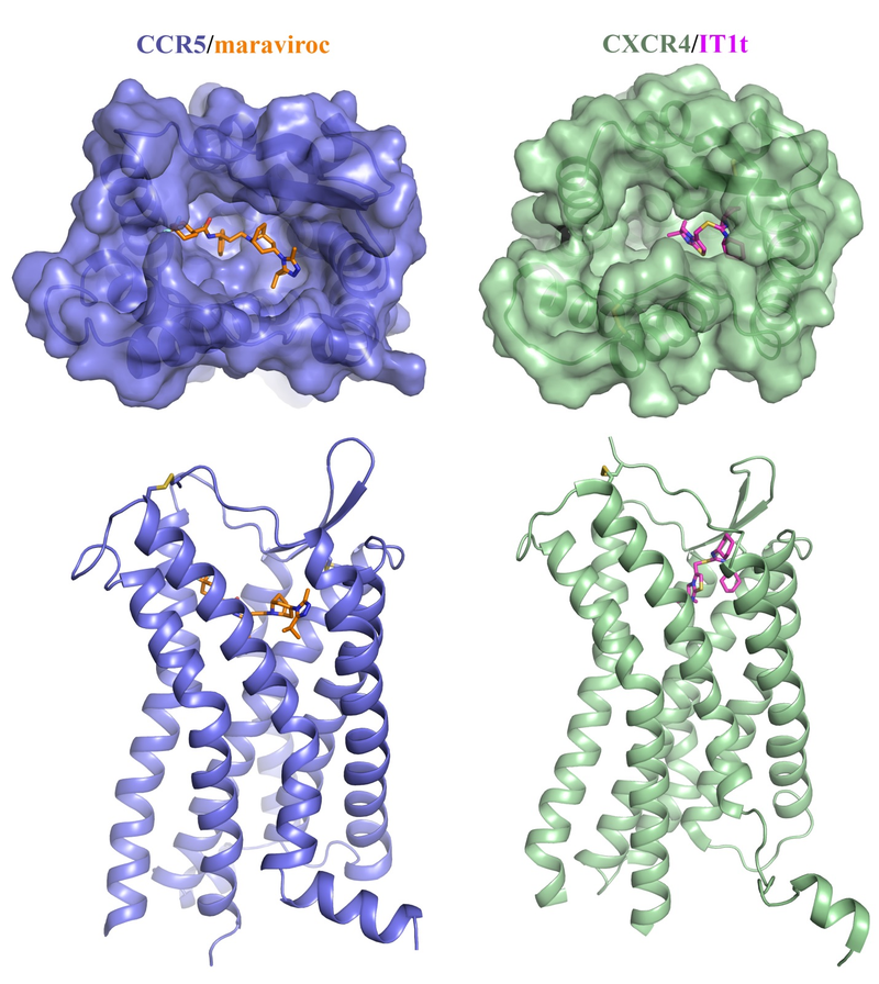 Illustration for article titled New discovery brings us one step closer to preventing HIV infections